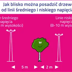Ilustracja pokazuje, jak daleko od linii średniego i niskiego napięcia można sadzić drzewa. Linie wysokiego napięcia wymagają większego odstępu.